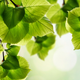 Image for article titled New evidence that plants get their energy using quantum entanglement